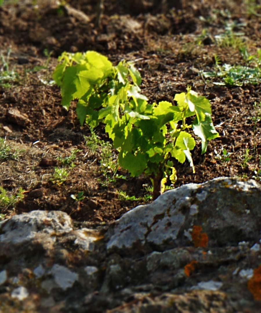 Our Land, Coste Ghirlanda